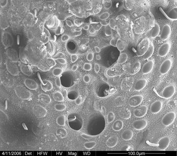 Media type: image;   Invertebrate Zoology 134690